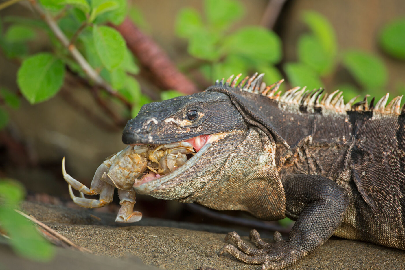 Black Spiny tailed iguana eating a crab | © John Cancalosi / Alamy Stock Photo